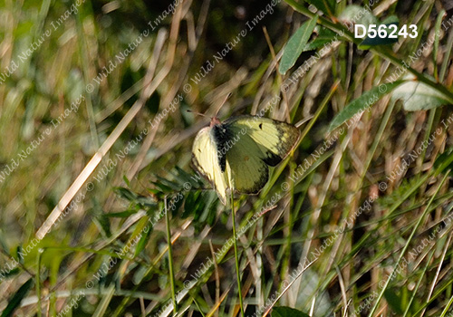 Pink-edged Sulphur (Colias interior)